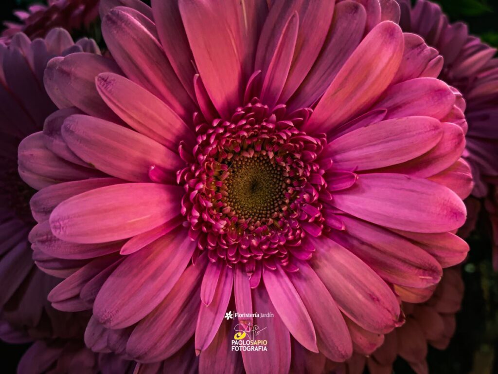 fotografias artisticas de flores